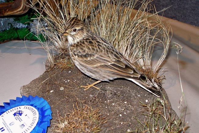 2009-allodola